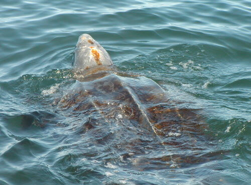 Scald turtle Credit: NOAA / Wikipedia SunCreator