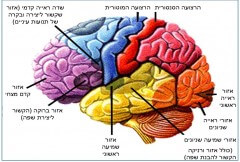 תמונה מס' 1 חלוקה תפקודית של המוח. הצבעים מציינים את האונות השונות של המוח. צהוב: האונה הצדעית; אדום: אונה קדקודית; כחול: אונה מצחית; סגול: אונה קדם מצחית; כתום: אונה עורפית. אזורים מוצללים מציינים פעילות תפקודית אופיינית לאותו אזור.
