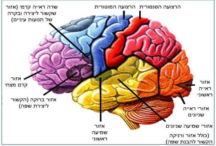 الصورة رقم 1 التقسيم الوظيفي للدماغ. تشير الألوان إلى فصوص الدماغ المختلفة. الأصفر: الفص الجانبي. الأحمر: الفص الجداري. الأزرق: الفص الجبهي. الأرجواني: الفص الجبهي. البرتقالي: الفص القذالي. تشير المناطق المظللة إلى النشاط الوظيفي النموذجي لتلك المنطقة.