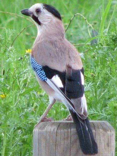 a crow Photo: Wikipedia, Shay Golan