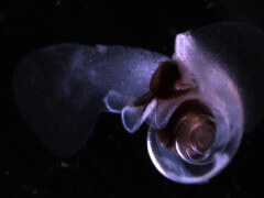 הרכיכה pteropod sea snail, צילום: NOAA