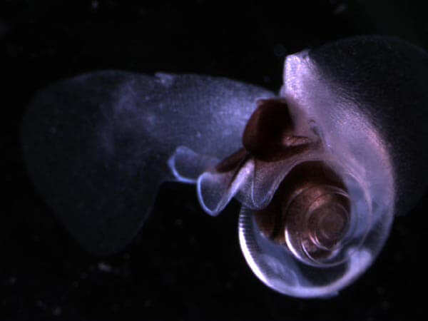 The pteropod sea snail, photo: NOAA