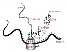 פעולת התרגום הגנטי באמצעות mRNA. מתוך ויקיפדיה