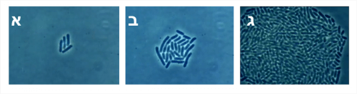 תמונה 2: חיידקים מתחלקים ומתרבים. המקור: צילומי מסך מהסרטון הזה ביוטיוב.