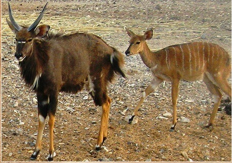 Kudo Park at the antelope farm in Zofar in the Arava. PR photo from the park website