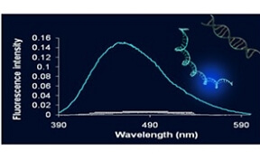 The fluorescent molecule that 'lights up' in the presence of Cyclin D1. From the research of Dr. Merav Segal