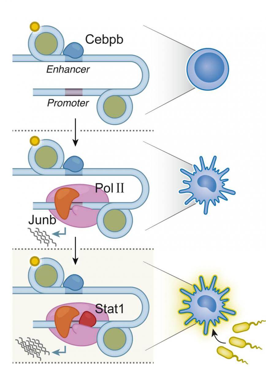 The control factors are divided hierarchically into three levels of activity. The factors of the highest level (above) affect the state of the genetic material, thus determining the basic identity of the cell. The factors of the second level (in the center) determine the expression levels of the genes and thus shape the properties of the cell. The factors of the third level (below) are more dynamic in nature, and activate genes in response to changing environmental conditions