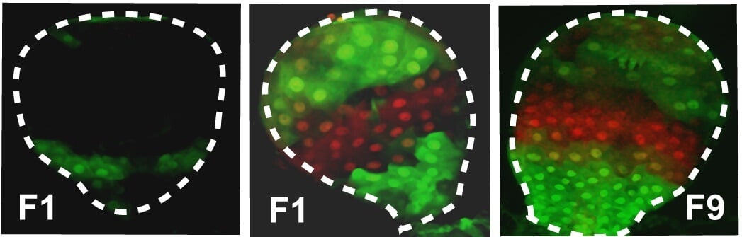 The expression levels of a natural gene (in red) and of the resistance gene (in green) introduced into fly larvae. Left: fly larvae exposed to the poison; In the center: larvae that were not exposed to the poison; On the left: larvae that were not exposed to the poison, which are eighth-generation descendants of the larvae that were exposed to the poison. Photo: Weizmann Institute