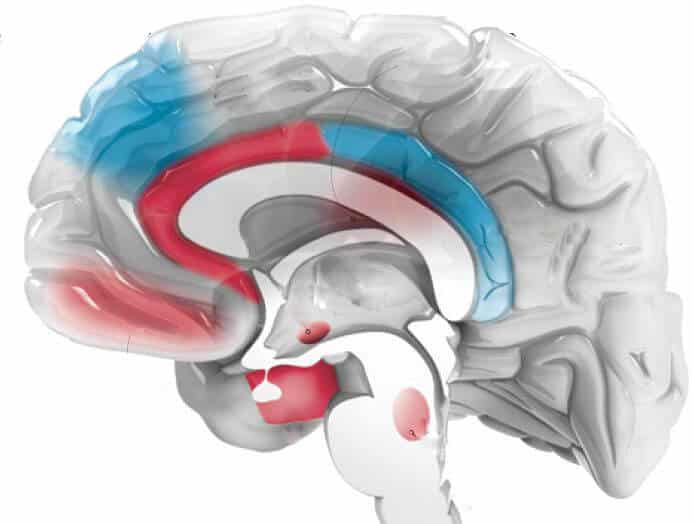 Credit: Sources: From "REM Sleep and Sleep: Towards a Theory of Primary Consciousness," by J. Alan Hobson, Nature Reviews Neuroscience, Volume 10, November 2009 (Brain Regions); From "Slow regional waves and spindles in human sleep," by Yuval Nir and colleagues, Neuron, Volume 70, Issue 1, April 14, 2011 (EEG). Illustration by AXS Biomedical Animation Studio