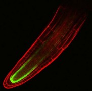 הדמיה מיקרוסקופית של הסתעפות שורש. גבולות התא מסומנים באדום והצבע הפלורסצנטי מייצג את שכבת הנבט (אנדודרם). צילום: חוזה דיני.