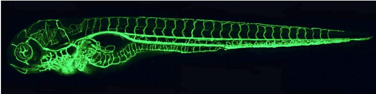Photomicrograph of blood vessels in a zebrafish embryo