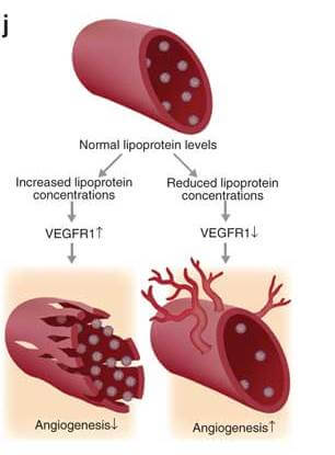 المستويات العالية من LDL (يسار) تزيد من كمية المستقبلات المحاكية لعامل النمو VEGF، مما يضعف نمو وحيوية الأوعية الدموية. انخفاض مستويات LDL (على اليمين) يقلل من كمية المستقبلات المحاكية، مما يساهم في نمو الأوعية الدموية