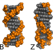 שתי התצורות השונות של דנ"א – הצורה הרגילה, B, והצורה הפגומה, Z.