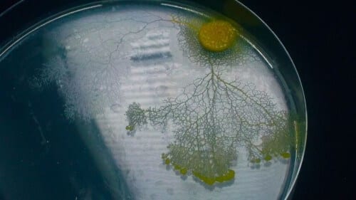 Mucous membrane, its network of extensions (yellow on the left) and traces of transparent mucus that it left behind (right). Photo: Courtesy of Audrey Dussutour