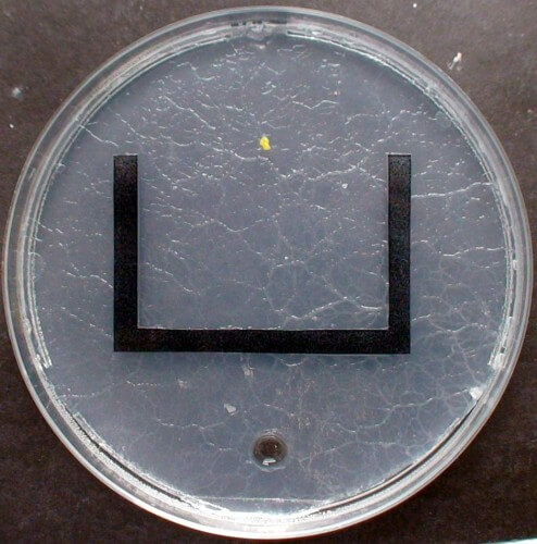Mucosa (yellow spot) on one side of a petri dish covered in mucus, with a sugar solution on the opposite side (transparent circle) and separated by a U-shaped obstacle. Photo: Courtesy of Chris R. Reid