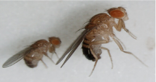 An adult fruit fly exposed to an environmental challenge (poison) during its development (left), compared to a fly that developed in a favorable environment (right)