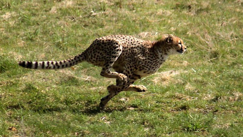Cheetah: Image courtesy of Malene, from wikimedia commons>