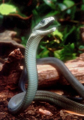 The black mamba snake. Photo: Bill Love, from Wikipedia