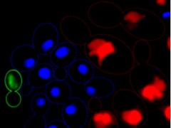 תאים הפלואידים של הפטריה C. albicans (ירוק), לצד תאים דיפלואידים (כחול), וטטרה-פלואידים, המכילים ארבעה עותקים של החומר הגנטי. צילום באדיבות: פרופ' יהודית ברמן, אוניברסיטת ת"א