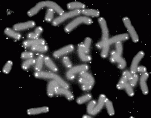 The chromosomes (the genetic material in the cell), with the telomeres serving as 'caps' for them on both sides.