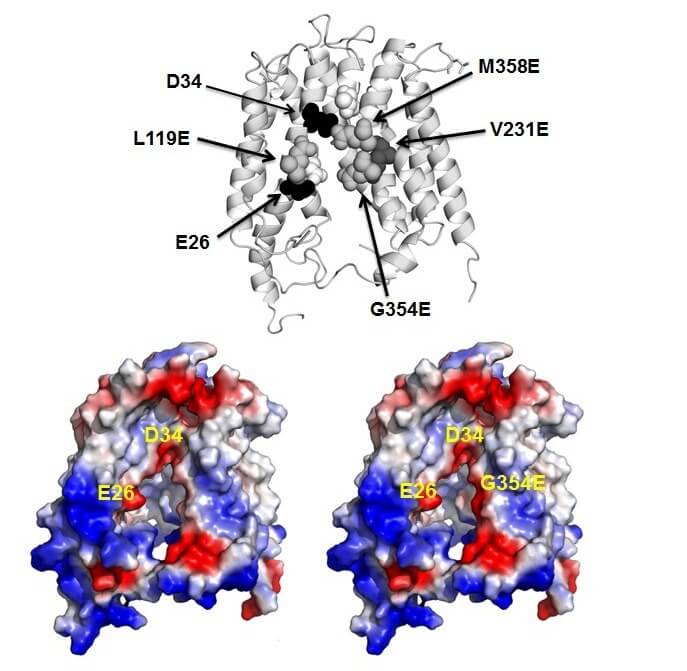 XNUMXD models of native and mutant MdfA protein. Above: The two acidic amino acids in the natural protein, which are responsible for binding the proton, are marked in black, and the four mutant amino acids, which allow antibiotic release while binding two protons, are marked in dark gray. Below: distribution of electrical charges on the natural protein (left) and the mutant (right). Positive charges are marked in blue, negative charges are marked in red