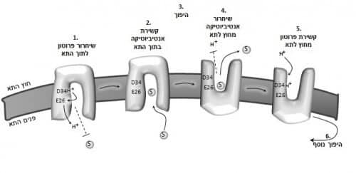 bibi2 hebrew