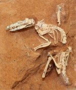 Ukhaatherium nessovi חיה בגודל חדף מעידן הקרטיקון-גיל, שנחשפה בשנת 1994 במדבר גובי במונגוליה ע"י האקדמיה המונגולית למדעים והמוזיאון האמריקאי להיסטוריה של טבע, היא אחד מהיונקים הרבים שבהם השתמשו במחקר עץ החיים של יונקי השליה. כאשר התגלה השלד, השמור להפליא של היצור הקטן הזה הופתעו החוקרים למצוא נוכחות של עצמות מסוג Epipubic bones , שהוצמדו לשני צידי המפשעה. כיום התכונה הזו נמצאת רק ביונקים מטילי ביצים כמו הברווזן וביונקי כיס כדוגמת הקנגורו. אבל הנוכחות שלהם במאובן זה הראתה כי גם ראשוני יונקי השיליה חלקו את אותה תכונה.