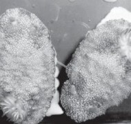 חלזונות ים מקיימים יחסי מין הדדיים (כל אחד הוא גם זכר וגם נקבה). צילום: אייאמי סקיזאווה, אוניברסיטת אוסקה