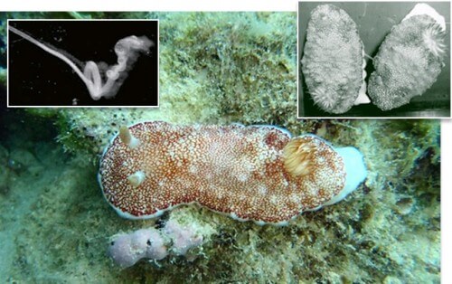 Chromodoris reticulata - במרכז. בתמונות הקטנות - מימין: תהליך ההזדווגות של חילזון הים. משמאל - צילום רנטגן של איבר המין המוחבא בתוך בטנו. צילום: איאמי סקיזאווה, אוניברסיטת אוסקה