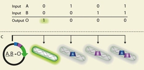 Pictured: NOR logic gate. If the two transcription factors are not present in the cell, the device reacts by generating green light. Illustration: Weizmann Institute