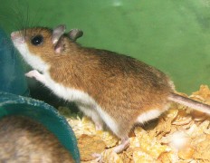 עכבר הצבי (Deer mouse). מתוך ויקיפדיה