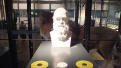 פסלו של צ'ארלס דרווין בתצוגת "אבולוציה בפעולה" במוזיאון הטבע בברלין. צילום: אבי בליזובסקי, מארס 2013