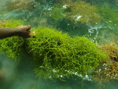 אצות המגודלות על חופי זנזיבר. מתוך ויקיפדיה
