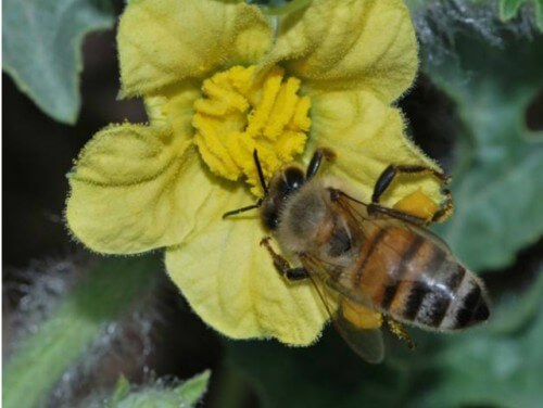 דבורי הדבש מעניקות לנו רשת ביטחון, אך המחקר מגלה כי איננו תלויים בהן. דבורת דבש על פרח אבטיח. צילום: גדעון פיזנטי, הפקולטה לחקלאות, האונ' העברית