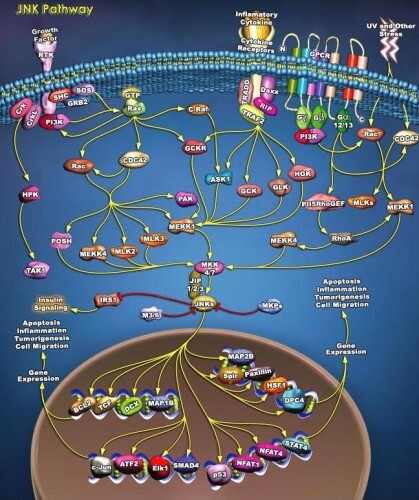 מסלולי האיתות עליהם אחראי אנזים ה-JNK. 