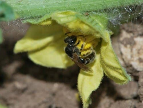 An important pollinator of watermelon plants in Israel. The wild bee Lasioglossum malachurum. Photo: Gideon Pizanti, Faculty of Agriculture, Hebrew University