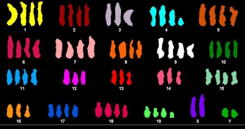 כרומוזומים בתא גזע פולי-פלואידי: התא אינו הופך לממאיר למרות שהוא מכיל כמות כפולה של מרבית הכרומוזומים