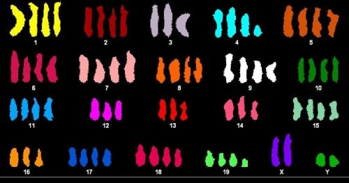 Chromosomes in a polyploid stem cell: the cell does not become malignant even though it contains double the amount of most chromosomes