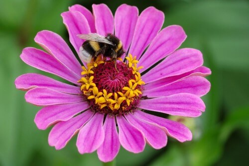 A bumble bee, "with black and yellow stripes and a white rump", collects nectar from its delicate nectar. Photo: Simon Koopmann, from Wikimedia.