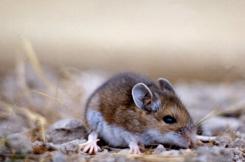 The stag mouse (Peromyscus maniculatus). Photo: John Good, National Park Service