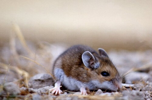 الفأر الأيل (Peromyscus maniculatus). الصورة: جون جود، خدمة المتنزهات الوطنية