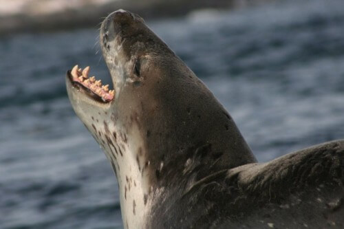 A tiger seal (Hydrurga leptonyx) growls. From Wikipedia.