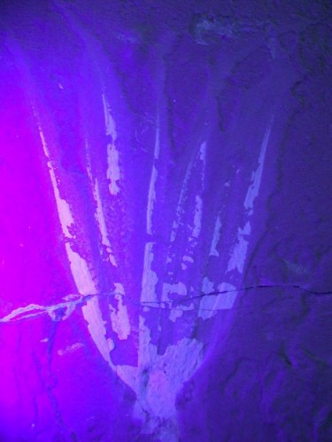 תצלום בקרינה על-סגולה (UV) של זרועות Keuppia