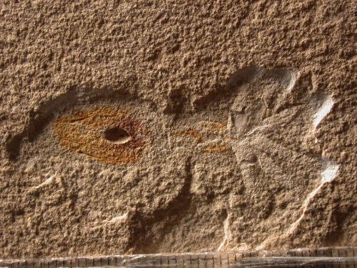 A fossil of Styletoctopus annae, another octopus species discovered in the limestone rocks in Lebanon. The remains of the shell, embedded in the rock and visible on the left side of the photograph, are very far apart and degenerate into a rod shape. Photo: Courtesy of Dirk Fuchs