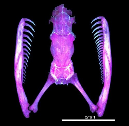 The skull of the snail-eating snake: the right jaw shows about half a dozen more teeth compared to the left jaw. Photo: from the article, courtesy of Masaki Hoso