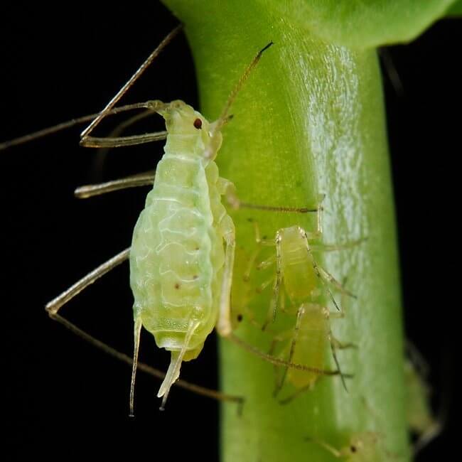 Pea aphids (Acyrthosiphon pisum) on peas. Photo: PLOS Biology cover, February 2010. Shipher Wu (photograph) and Gee-way Lin (aphid provision), National Taiwan University.
