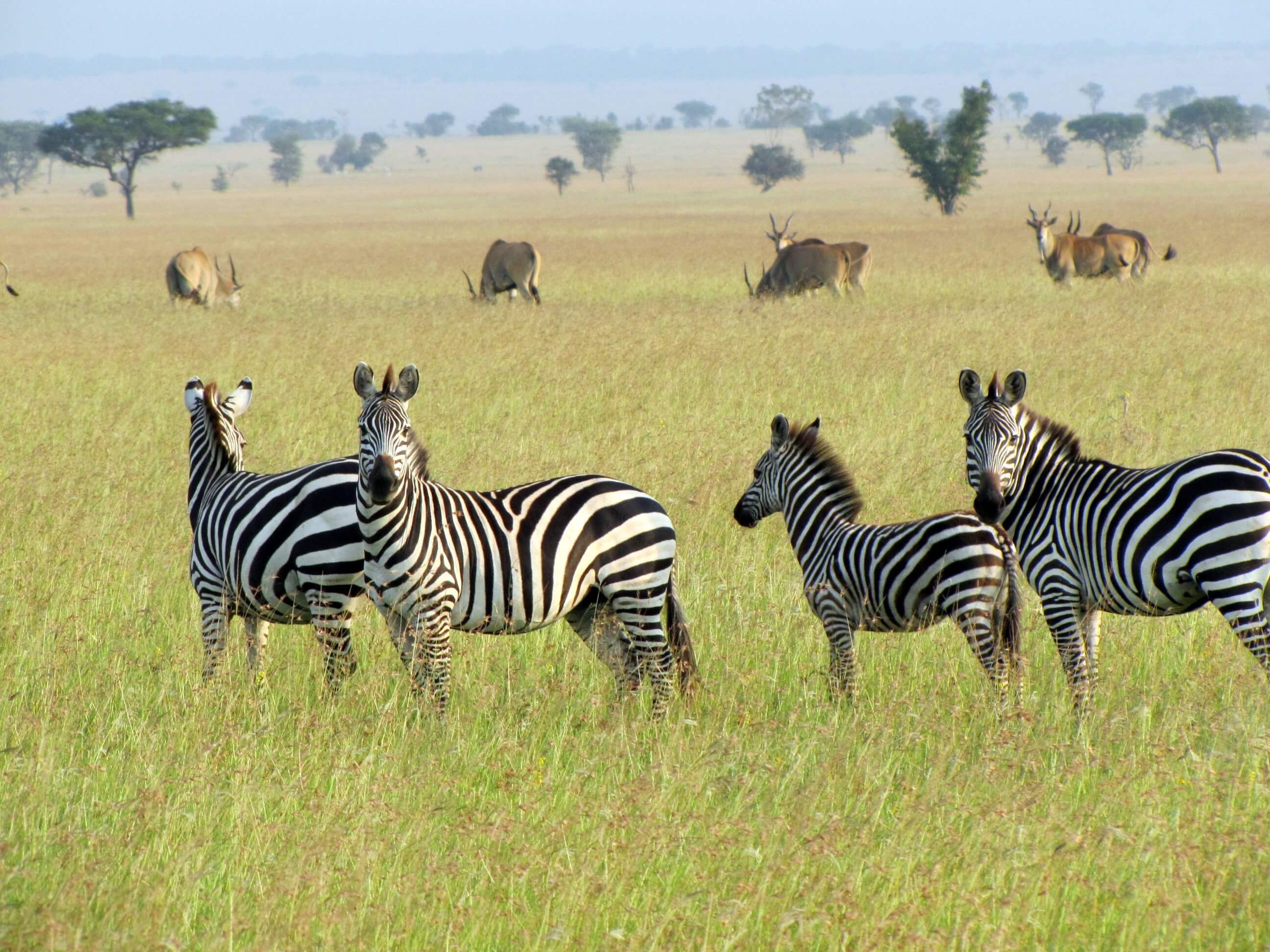 Migration of zebras and other ungulates in Africa. Photo: shutterstock