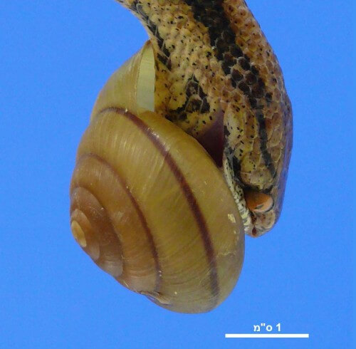 Snail-eating snake wraps a Satsuma snail. Photo: from the original article, courtesy of Masaki Hoso