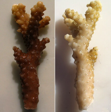 A healthy coral (left) exposed to the substances present in sunscreen preparations turns white (right) after the death of the symbiotic algae that lived inside it. Photo: Roberto Danovaro