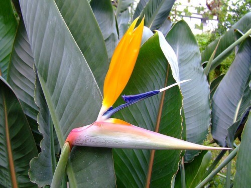 Bird of Paradise: Image by Myukew under CCAttribution-Share Alike 2.0 License